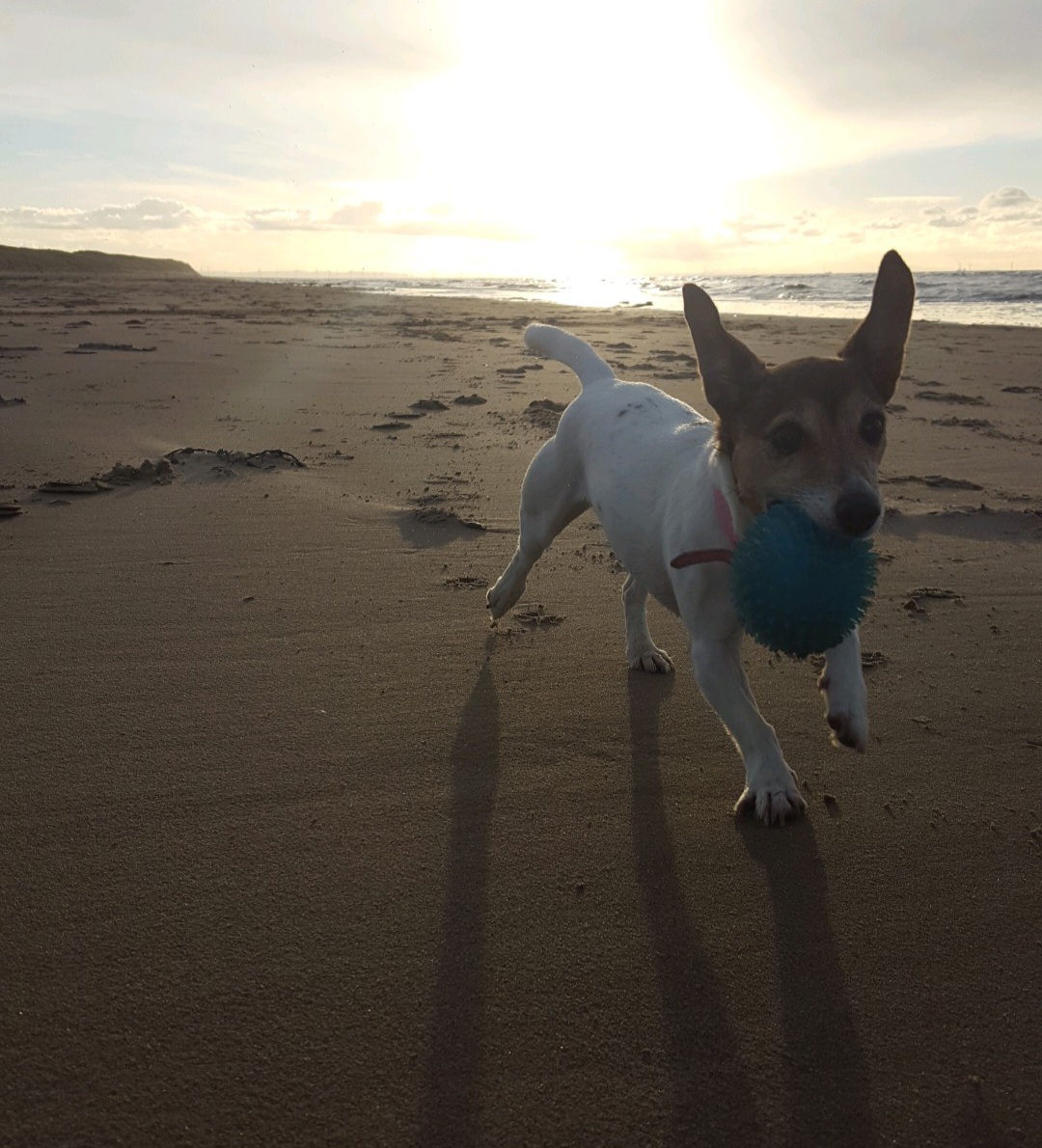 Dog Playing fetch